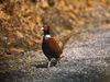 Photo: A ring-necked pheasant warily crosses a gravel road