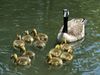 Photo: A Canada goose watches over ten fuzzy babies as they swim