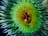 Photo: A blue-and-green sea anemone
