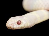 A photo of an albino California king snake.
