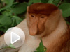 weirdest-proboscis-monkey-promo-vin.jpg