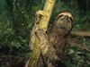 Photo: A three-toed sloth