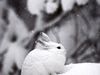 Photo: Snowshoe hare sitting in the snow