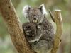 Photo: A mother koala and baby in the fork of a tree