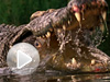 deadliest-crocodile-jaws-vin.jpg