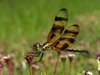 Photo: Dragonfly perched on a wildflower