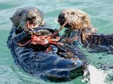Photo: Two floating sea otters eating crab
