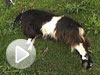 goat-fainting-video-promo.jpg