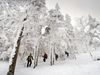 Photo: Hikers in a snowcovered glade in Hampshire, England.