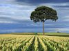 Photo: Tree in a cornfield
