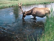 An elk takes a drink from the river.