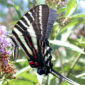 State Butterfly