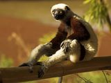 Photo: Madagascar sifaka sitting on a branch