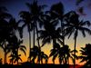 Photo: A coconut grove at sunset in Aina Haina on the island of Oahu in Hawaii