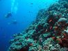 Photo: Healthy coral reefs in the Atlantic Ocean.