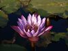 Photo: Lotus flower