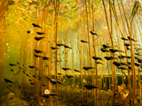 Picture of tadpoles swimming in a swamp in British Columbia  