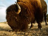 Photo: Close-up of a bison