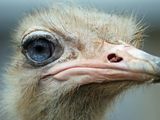 Photo: Close-up of an ostrich’s head