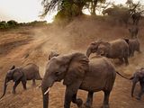 Photo: Elephants walking across a desert