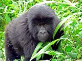 Photo: Young mountain gorilla