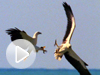 deadliest-eagles-vs-promo-vin.jpg