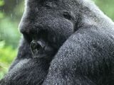Photo: Silverback mountain gorilla