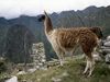 Photo: Llama standing near ruins