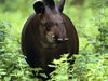 Photo: A tapir