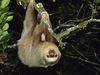 Photo: Two-toed sloth hangs from a branch