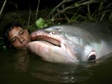 Photo: Close-up of a man with a giant catfish