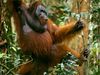 Photo: An adult male orangutan traveling low in the forest