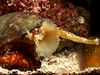 Photo: Geographic cone snail