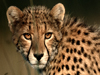 Photo: African cheetah in the grass