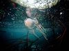 Photo: A box jellyfish beneath the water&#x27;s surface