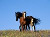 Photo: Wild horses in a field of wildflowers