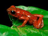 Photo: A strawberry poison dart frog