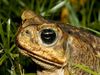 Photo: Close-up of a cane toad in grass