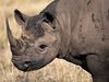 Photo: Close view of a black rhinoceros