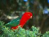 Photo: An Australian king parrot