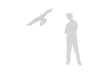 Illustration: Falcon compared with adult man