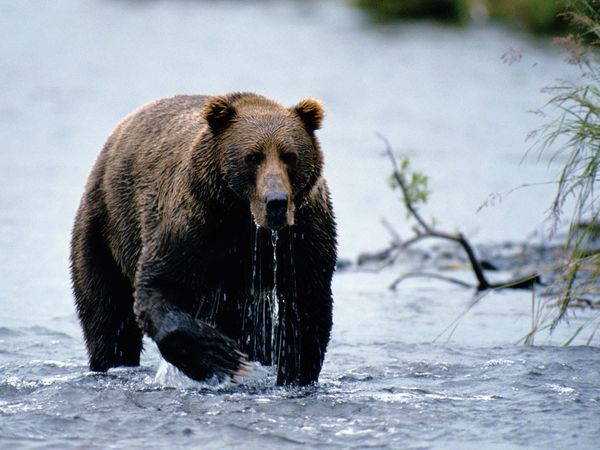 Photo: A Kodiak brown bear emerges from a river