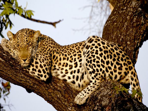 Photo: A leopard rests in a treetop perch