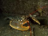 Photo: A lobster and crab on the seafloor