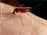 Photo: A mosquito sucking blood