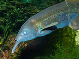 A photo of an Elephantnose Fish.