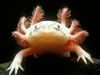 Photo: Close-up of a Mexican axolotl