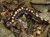 Photo: A spotted salamander among stones and pebbles