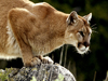 Photo: A mountain lion watches its territory from a rock