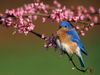 Photo: Eastern bluebird